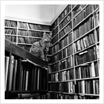 Library Cat Square | Holy Mackerel Card | Reader | Book Lover