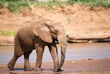 Elephant family on the banks of a river in the middle of the National Park