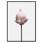 Poster Gallerix Lotus Flower