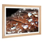 Big Box Art Framed Print of Rain Drops on an Autumn Leaf (3) Design | Wall Art Picture | Home Decor for Kitchen, Living Room, Bedroom, Hallway, Oak, A2 / 24.5x18 Inch / 62x45cm