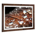 Big Box Art Framed Print of Rain Drops on an Autumn Leaf (3) Design | Wall Art Picture | Home Decor for Kitchen, Living Room, Bedroom, Hallway, Walnut, A2 / 24.5x18 Inch / 62x45cm