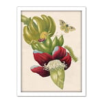 Artery8 Merian Metamorphosis Insects Flower Leaves Painting Artwork Framed Wall Art Print 18X24 Inch