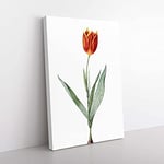 Big Box Art Tulip Flower by Pierre-Joseph Redoute Canvas Wall Art Print Ready to Hang Picture, 76 x 50 cm (30 x 20 Inch), White, Green, Yellow, Green