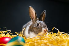 Easter bunny rabbit on the black background Easter holiday concept Cute rabbit in hay near dyed eggs  Adorable baby rabbit  Spring and Easter decoration Cute fluffy rabbit and painted eggs