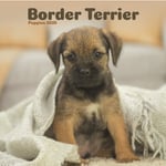 Border Terrier Puppies Square Mini Calendar 2025 (häftad, eng)