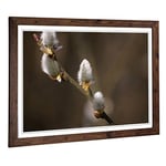 Big Box Art Framed Print of Pussy Willow Tree Design | Wall Art Picture | Home Decor for Kitchen, Living, Dining Room, Lounge, Bedroom, Hallway, Office, Walnut, A2 / 24.5x18 Inch / 62x45cm