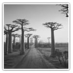 2 x Square Stickers 10 cm - Baobab Trees Madagascar Tree  #38902