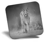 Awesome Fridge Magnet bw - Caracal African Lynx Cat  #38978