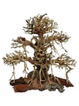 4FISH Tree roots Old Bonsai 20x12x20 cm