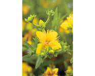 Knapphyperikum OMNIA GARDEN Hypericum Gemo 100-pack