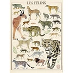 Nathan - Puzzle 500 pièces - Les félins / Muséum national d'Histoire naturelle - Adultes et enfants dès 12 ans - Puzzle de qualité supérieure - Collection Nostalgie - 87292