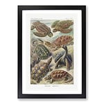 Big Box Art Turtles by Ernst Haeckel Framed Wall Art Picture Print Ready to Hang, Black A2 (62 x 45 cm)