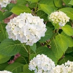 Prydnadsbuske Omnia Garden Hortensia Vit