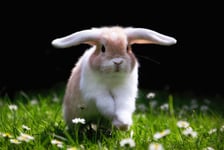 Ses Kaninchen springt glcklich im Gras zu Ostern  Cute Bunny jumping in Green gras