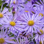 You Garden - 2 x Aster Frikartii Footki 'Monch' in a 9cm Pot - Garden Ready Plants Ready to Plant Out in Gardens and Pots - Supplied as 2 x Established Plant