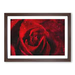 Big Box Art Drops Upon a Red Rose Painting Framed Wall Art Picture Print Ready to Hang, Walnut A2 (62 x 45 cm)