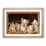 Big Box Art Prize Pigs Framed Wall Art Picture Print Ready to Hang, Oak A2 (62 x 45 cm)