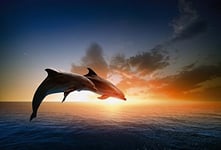 Papier Peint poster panoramique SAUT DES DAUPHINS 4 x 2,70 m | Déco et photo murale XXL Qualité HD Scenolia