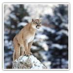 2 x Square Stickers 7.5 cm - Cougar Mountain Lion Puma Cat Cool Gift #21397