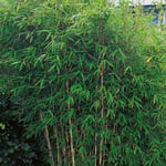 Bergbambu Omnia Garden Dino 50-60 cm