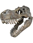 Tyrannosaurus Rex Skjeletthode - 51 cm Figur med Veggfeste