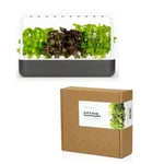 Click and Grow - Smart Garden 9 Starter kit - Dark Grey + Refill 9-pack Grill & Steak Mix - Bundle