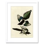 Wee Blue Coo Painting Book Page Birds America Audubon American Magpie Framed Wall Art Print