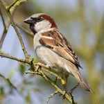 Greeting Sound Card By Really Wild Cards - House Sparrow Bird