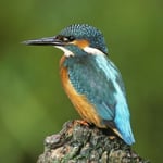 RSPB Greeting Sound Card By Really Wild Cards -  Kingfisher Bird