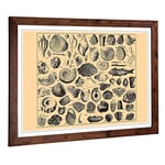 Big Box Art Framed Print of Encyclopedia Vintage Shells (1) Design | Wall Art Picture | Home Decor for Kitchen, Living Room, Bedroom, Hallway, Walnut, A2 / 24.5x18 Inch / 62x45cm