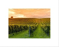 Wee Blue Coo Vineyard Green Orange Countryside Wine Picture Wall Art Print