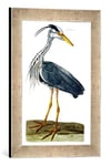 'Image encadrée de Peter après Pail Lou "The Heron Plate From' The British Zoology, classe II : Birds ', engraved by Peter mazell (FL. 1761–97) 1766 en pression dans le cadre de photos, 30 x 40 cm fait main de qualité, argent Raya