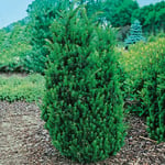 Idegran Hybrid Omnia Garden Hillii 30-40 cm