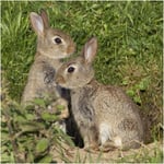 Greeting Sound Card By Really Wild Cards - Rabbit