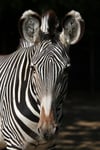 Grevys zebra Equus grevyi also known as the imperial zebra