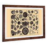 Big Box Art Framed Print of Encyclopedia Human Biology Eyes (1) Design | Wall Art Picture | Home Decor for Kitchen, Living Room, Bedroom, Hallway, Walnut, A2 / 24.5x18 Inch / 62x45cm