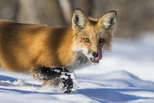 Fox Hunting In Winter Poster 50x70 cm