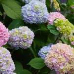 Prydnadsbuske Omnia Garden Hortensia Endless Summer