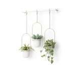 Umbra Triflora Hanging Planter for Window, Indoor Herb Garden, White/Brass, Triple