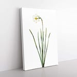 Big Box Art Poeticus Daffodil by Pierre-Joseph Redoute Canvas Wall Art Print Ready to Hang Picture, 76 x 50 cm (30 x 20 Inch), White, Beige, Green