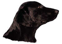 World Stickers Flat coated retriever hode - klistremerker