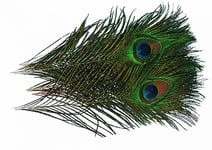 Peacock Eye Feather Natural