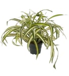 Mr Plant Kunstig Plante Clorophyton 35cm