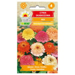 Frö till dahlia-zinnia mix – Färgstarka, stora blommor för rabatter och buketter