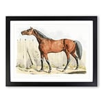 Dark Brown Horse By Henry Alken Vintage Framed Wall Art Print, Ready to Hang Picture for Living Room Bedroom Home Office Décor, Black A2 (64 x 46 cm)