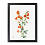 Scarlet Globe Mallow Flowers By Mary Vaux Walcott Vintage Framed Wall Art Print, Ready to Hang Picture for Living Room Bedroom Home Office Décor, Black A2 (64 x 46 cm)