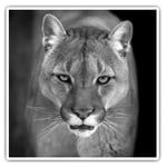 2 x Square Stickers 7.5 cm(bw) - Adorable Puma Cougar Cat  #35412