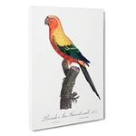 Big Box Art Sun Parakeet by F. Levaillant Canvas Wall Art Framed Picture Print, 30 x 20 Inch (76 x 50 cm), White, Black, Grey, Red, Cream