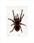 REDKNEE Tarantula Spider Arachnid Black Frame Framed Art Print Picture B12X9207