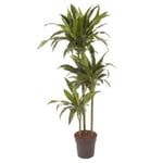 Dracaena fragrans 'Janet Craig' - XXL - Pot 24 cm - Hauteur 140-150cm